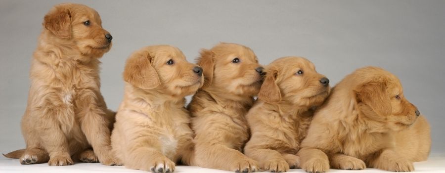 8 Steps To Taking Care Of A Golden Retriever Puppy – Golden Retriever ...